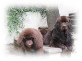 terranova chocolate cachorros